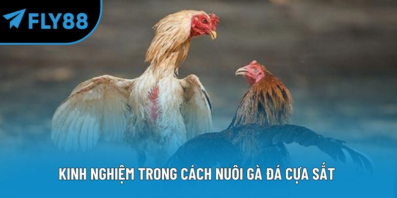 Kinh nghiệm trong cách nuôi gà đá cựa sắt